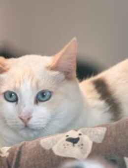 Katze Julita - Bochum