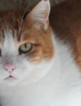 Stella war eine fürsorgliche Mami - Ingolstadt