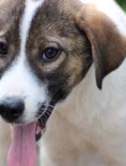 Keny - goldiger Welpenbub - Lohra