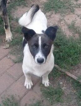 Lilly von kettenlos - Bollingstedt