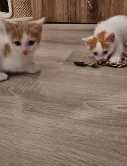 6 TürkischVan Mix Kitten 8 Wochen abzugeben, auszugsbereit ab 16.11 - Langenfeld (Rheinland)