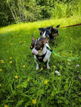 ♥️♥️Maya sucht ein Zuhause♥️♥️ - Remagen