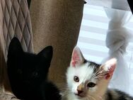 2 Süße kleine Mietzen - Lüneburg