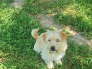 Freundlicher Pepe sucht eine Familie - Leonberg (Baden-Württemberg)