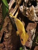 Kronengecko (1.0) – Correlophus ciliatus Männchen abzugeben in 49406