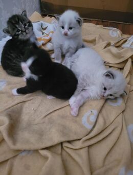 Zuckersüße Maine Coon Waldkatzen kuschel Kitten - Bremerhaven