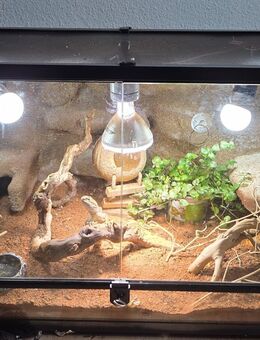 Zwergbartagame mit Terrarium - Adenau
