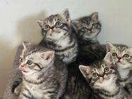 Wunderschöne BKH Kitten in Whiskas-Look mit Stammbaum - Bad Arolsen