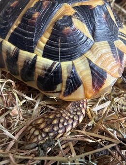 Griechische Landschildkröte - Berlin