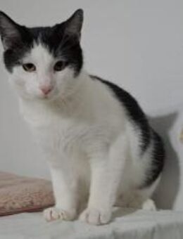 Kater Miro - der kleine Mechaniker - München