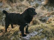 Rambo - Hemmoor