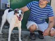 Auch ältere große 🐕 brauchen ♥️ OZMO - München
