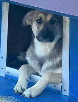 🆘Molly braucht Hilfe❣️ - Eislingen (Fils)