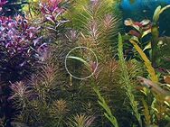 Rotala wallichii, Wasserpflanzen (Versand, Abholung) - Mechernich