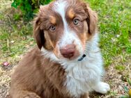 Australian Shepherd Welpe Hündin reinrassig Minimix + Gesundheitszeugnis/Gen-Test redtri/braun - Crivitz