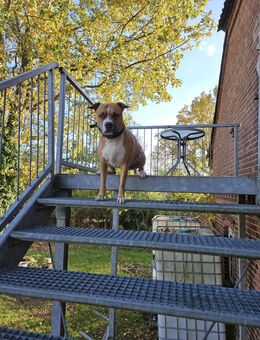 Sucht dringend ein neues zu Hause - Bleckede