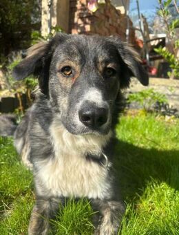 Vermittlungshilfe für Rex🐶 - Freilassing