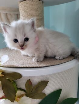Reinrassige Ragdoll-Kitten suchen liebevolles Zuhause - Neustadt (Weinstraße)