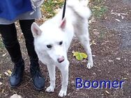 BOOMER ❤ sucht Zuhause oder Pflegestelle - Langenhagen