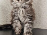 Maine coon kitten - Ellwangen (Jagst)