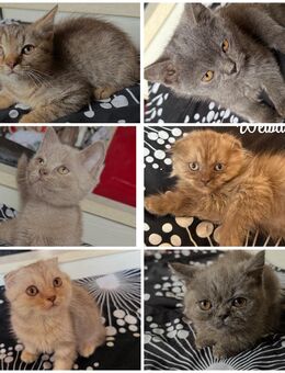 Kitten suchen ein neues Zuhause - Dortmund