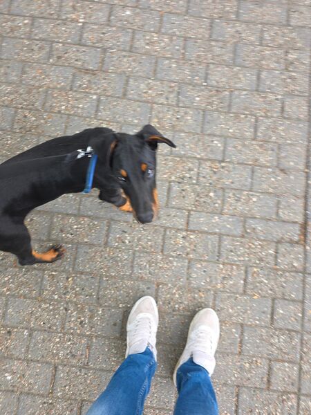 Dobermann Rüde 3,5m mit Ahnentafel, Chip, Eu- Heimtierausweis - Lohne (Oldenburg)