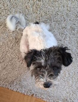 Ava - verspielt, zutraulich - in DE - Westerholt