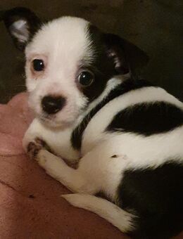 Chihuahua Welpen suchen ihr zu Hause - Barleben