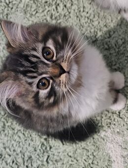 🐾 Perserkater – 3,5 Monate – sehr verspielt & verschmust - Frankfurt (Main) Bockenheim