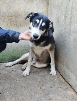 Azor wünscht sich ein Zuhause - Kropp