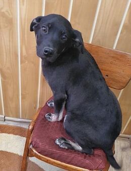 Mischu sucht ein liebevolles Zuhause - Weilheim (Oberbayern)