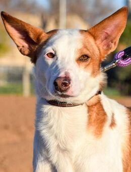 Sam wer holt ihn aus dem Zwinger.... - Laatzen