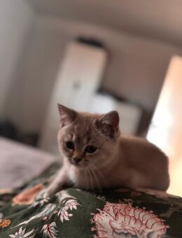 Bkh Kitten - Osnabrück