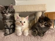 Maine Coon Kitten Coonies - Straubing