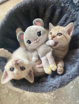 🐾 Wundervolle Bengal-BKH-Mix Kitten suchen liebevolles Zuhause 🐾 - Oldenburg