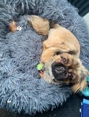 Pekinese sucht Zuhause in 60528