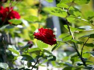 M44 sucht eine Frau - Dortmund