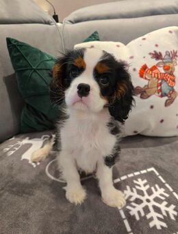 Cavalier King Charles Spaniel Welpe Rüde mit Ahnentafel - Herzogenrath