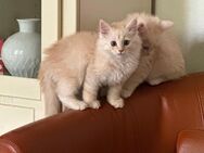 Maine Coon Kater in Red Silver sucht ein liebevolles Zuhause - Hoya Zentrum