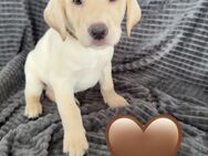 Reinrassige Labrador Welpen mit Ahnentafel Silber und weiß - Bad Wildungen