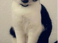 Hauskatze - Riedlingen