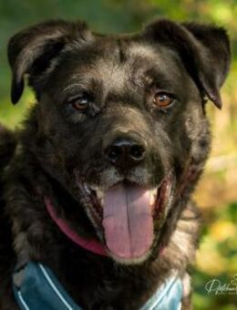 Oreo sucht erfahrenes Zuhause - Kallmünz