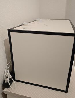 Vogelspinnen Theraphosa Blondi und Stirmi - Hagen (Stadt der FernUniversität) Wehringhausen