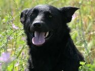 Unsere Uwine sucht dringend ein Zuhause - Kallmünz