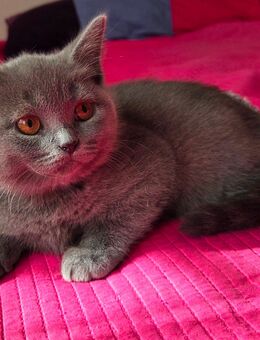 BKH Kitten / Katzenbabys - Worms