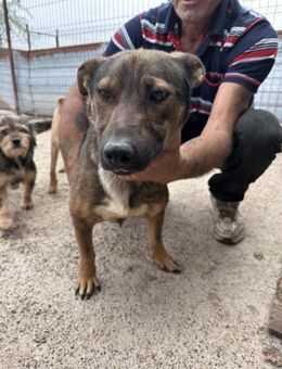 Ozzy, feiner, freundlicher kleiner Rüde - Köln