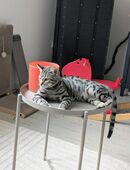 Wunderschöner Bengal Kater sucht neues liebevolles Zuhause in 50374