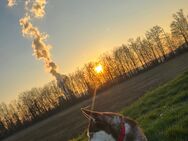 Familienfreundlich Husky abzugeben - Stolberg (Rheinland, Kupferstadt)