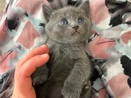 BKH Kitten in Blue und (Dark) Chocolate - Bonn
