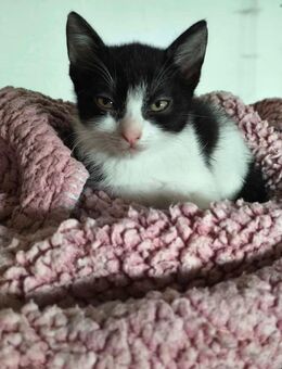 Süsse Katzenbabys - Villingen-Schwenningen